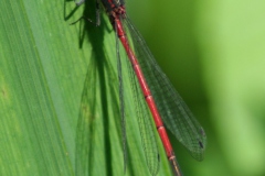 Vuurjuffer Vuurjuffer