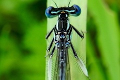 Watersnuffel Watersnuffel