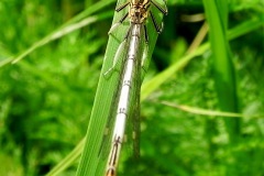 Blauwe breedscheenjuffer Blauwe breedscheenjuffer