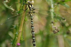 Blauwe glazenmaker Blauwe glazenmaker