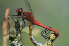 Bloedrode heidelibel Bloedrode heidelibel