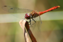 Bloedrode heidelibel Bloedrode heidelibel