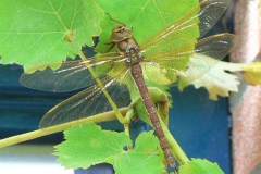 Bruine glazenmaker Bruine glazenmaker