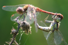 Bruinrode heidelibel Bruinrode heidelibel