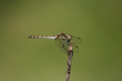 Bruinrode heidelibel Bruinrode heidelibel