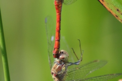 Bruinrode heidelibel Bruinrode heidelibel