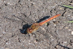 Bruinrode heidelibel Bruinrode heidelibel