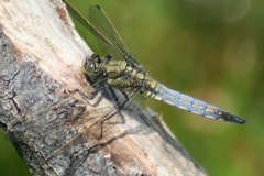 Gewone oeverlibel Gewone oeverlibel