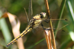 Gewone oeverlibel Gewone oeverlibel