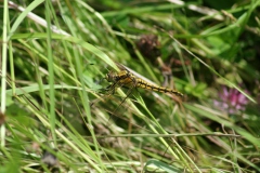 Gewone oeverlibel Gewone oeverlibel