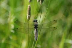 Gewone oeverlibel Gewone oeverlibel