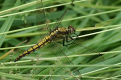 Gewone oeverlibel Gewone oeverlibel