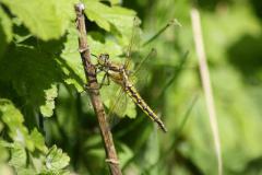 Gewone oeverlibel Gewone oeverlibel