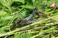 Gewone oeverlibel Gewone oeverlibel