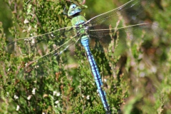 Grote keizerlibel Grote keizerlibel