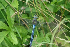 Grote keizerlibel Grote keizerlibel