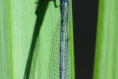 Grote roodoogjuffer Grote roodoogjuffer