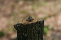 Smaragdlibel Smaragdlibel