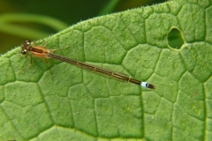 Lantaarntje Lantaarntje