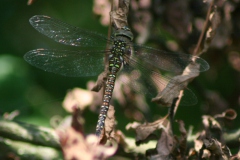 Paardenbijter Paardenbijter