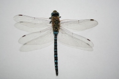 Paardenbijter Paardenbijter