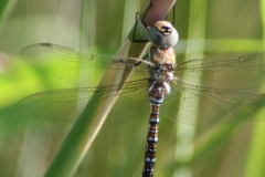 Paardenbijter Paardenbijter