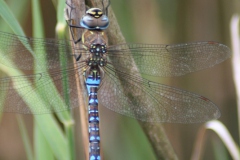 Paardenbijter Paardenbijter