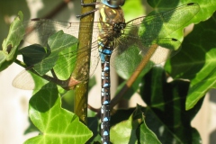 Paardenbijter Paardenbijter