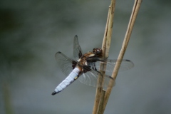 Platbuik