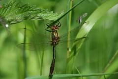 Smaragdlibel Smaragdlibel