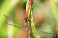 Steenrode heidelibel