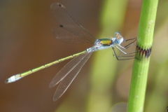 Tangpantserjuffer Tangpantserjuffer