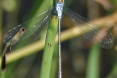 Tangpantserjuffer Tangpantserjuffer