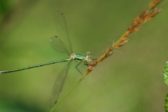 Tengere pantserjuffer Tengere pantserjuffer