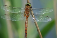 Vroege glazenmaker Vroege glazenmaker