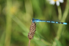 Watersnuffel Watersnuffel