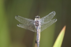 Zwarte heidelibel Zwarte heidelibel