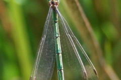 Zwervende pantserjuffer Zwervende pantserjuffer