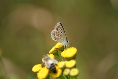 Bruin blauwtje