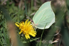 Citroenvlinder