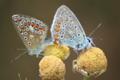 Icarusblauwtje