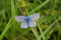 Icarusblauwtje