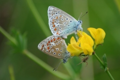 Icarusblauwtje