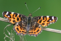 Landkaartje