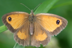 Oranje zandoogje