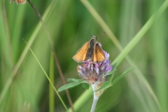 Zwartspriet dikkopje