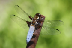 12-platbuik-man-Rien-20120526-1