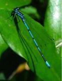 Azuurwaterjuffer-1