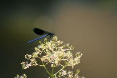 Weidebeekjuffer-2