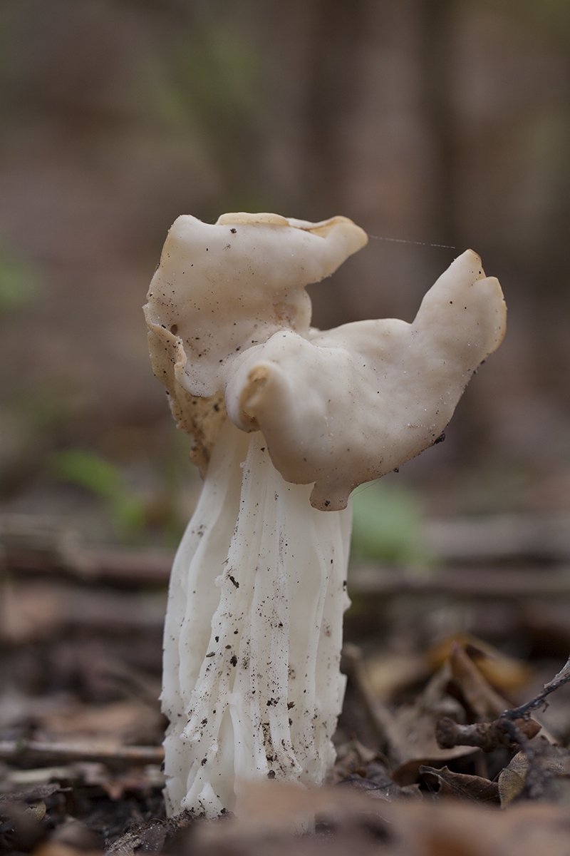 Witte Kluifzwam